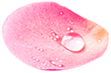 Petal 1